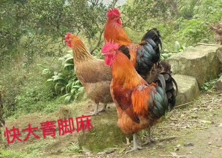 广州土杂鸡苗 统货