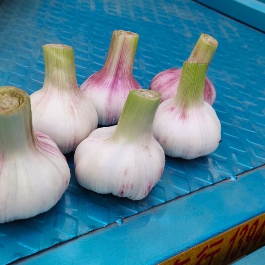 周口 精品优质大蒜（4-6公分）