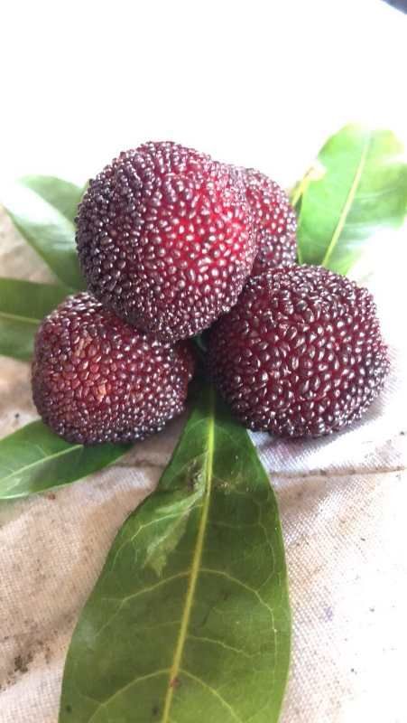 石屏县 精品杨梅