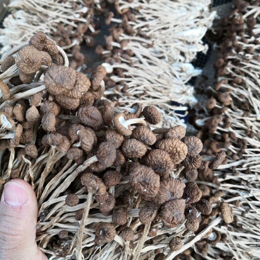 广昌县 江西广昌精选3号不开伞茶树菇