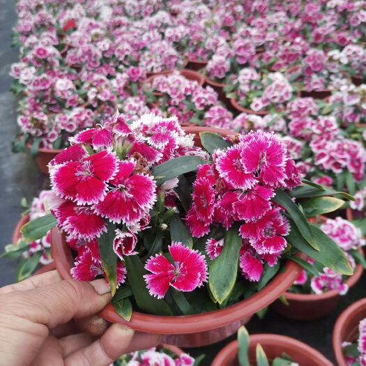 平湖市草花