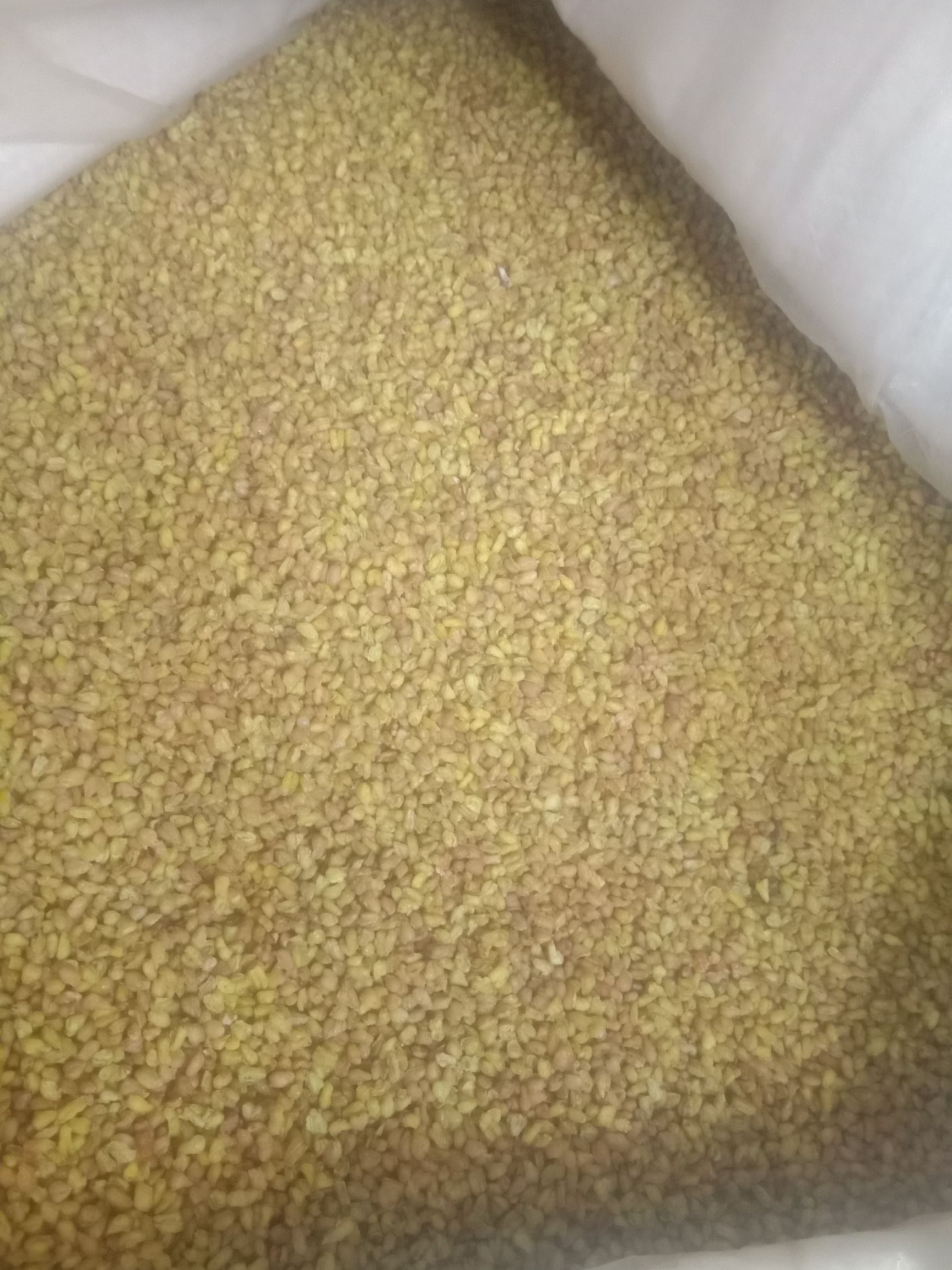 蕎麥茶   苦蕎，批發(fā)苦蕎茶，無雜質(zhì)！