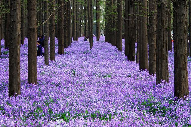 沭阳县 二月兰种子  四季易种易活多年生宿根诸葛菜种子耐阴耐寒