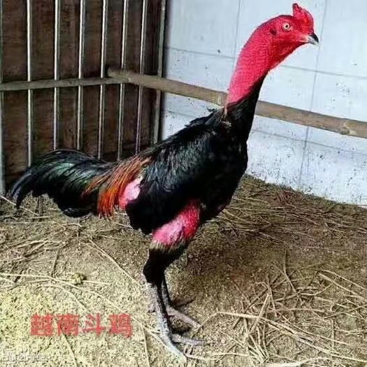 南宁 鸡苗，纯种越南斗鸡，正品种，假一赔十