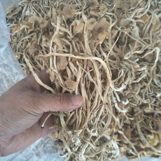 广昌县 江西广昌3号开伞茶树菇
