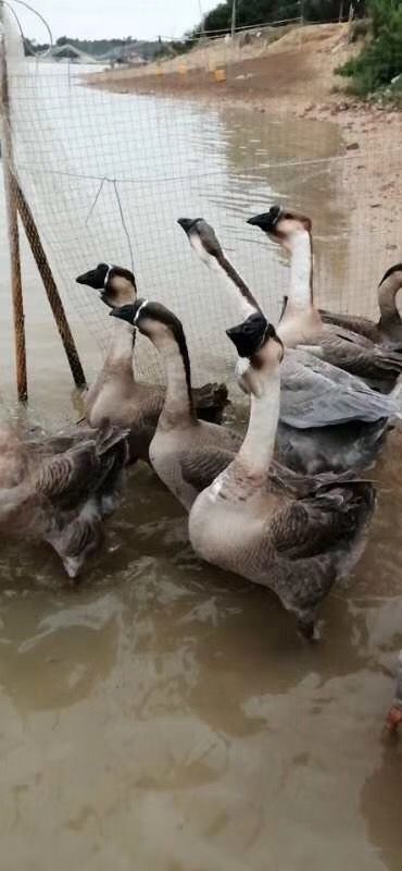 南宁 汕头师头鹅苗，