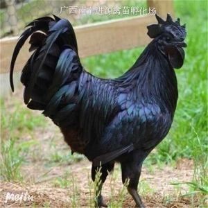 南宁 鸡苗，绿壳蛋鸡苗