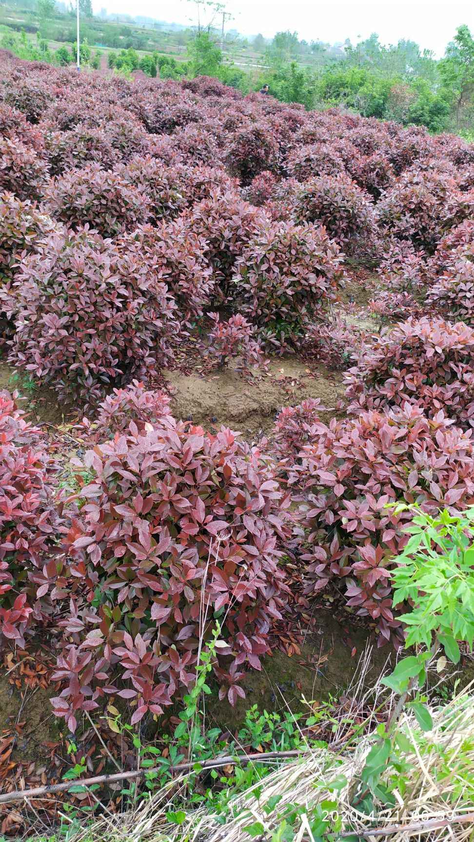  红叶石楠球价格，红叶石楠球基地 1米红叶石楠球批发零售