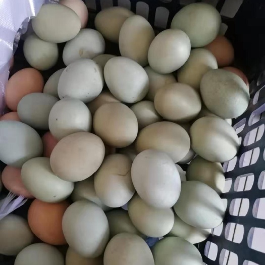 沧州 自家纯散养绿壳土鸡蛋，质量有保证
