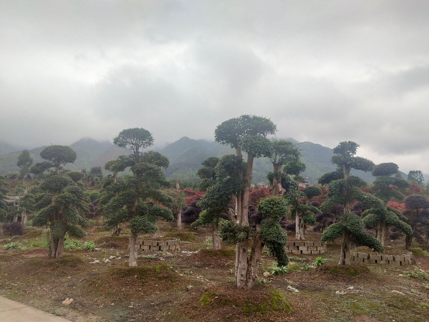 江华瑶族自治县造型对结白蜡 园林景观树大量供应