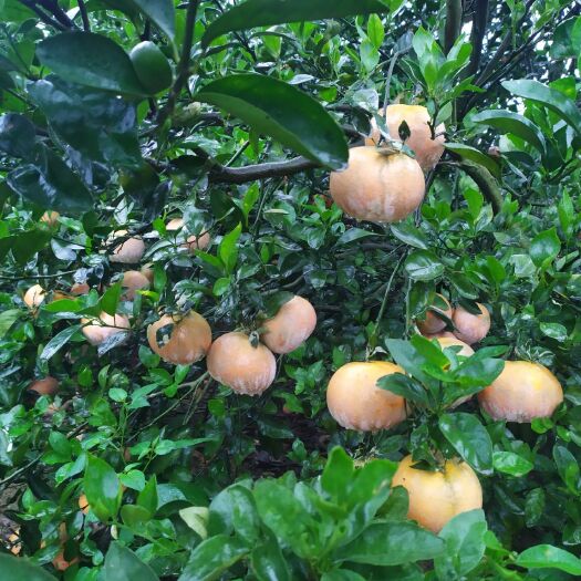 扶绥县茂谷柑大量收购，需要的老板联系我了。。。。。