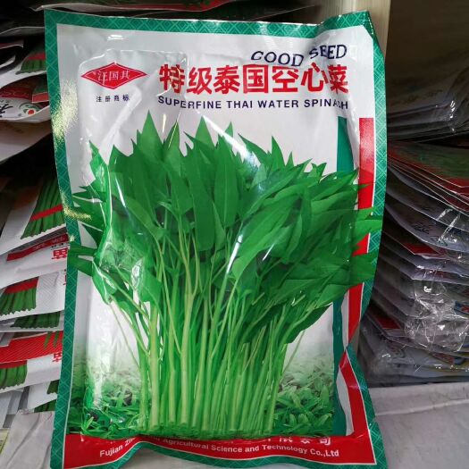郑州空心菜种子 泰国空心菜