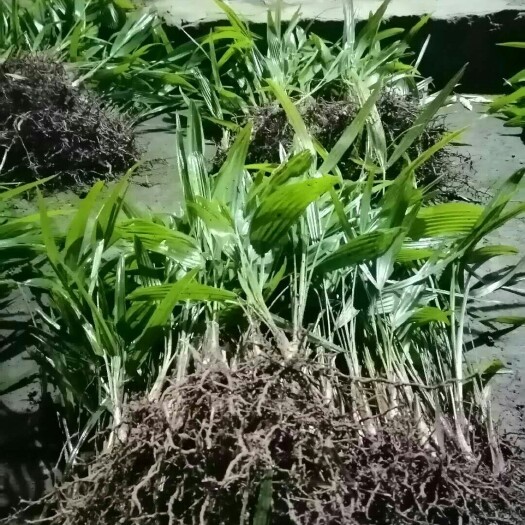 忠县 棕包树苗 棕树苗 唐棕树苗