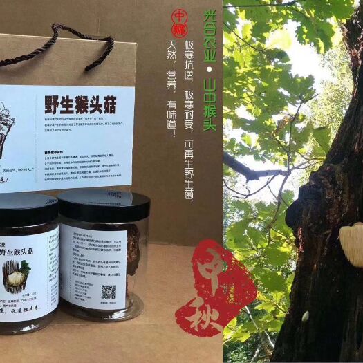 鄂伦春旗野生猴头菇 自然采摘天然晾晒