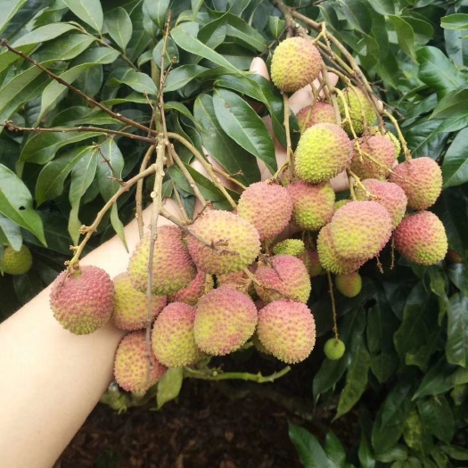 文昌市 妃子笑荔枝寻找电商合作现场采摘