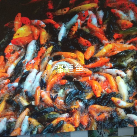 北京锦鲤鱼苗 锦鲤鱼 观赏鱼