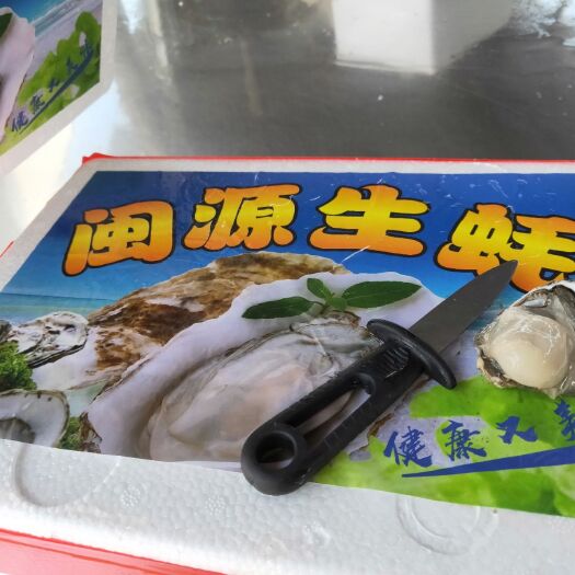 诏安县牡蛎  福建生蚝家庭装，网红一口蚝