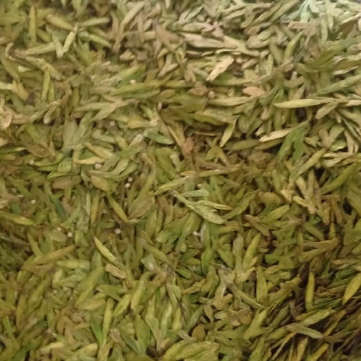 金华 2020年绿茶高山绿茶产地直销