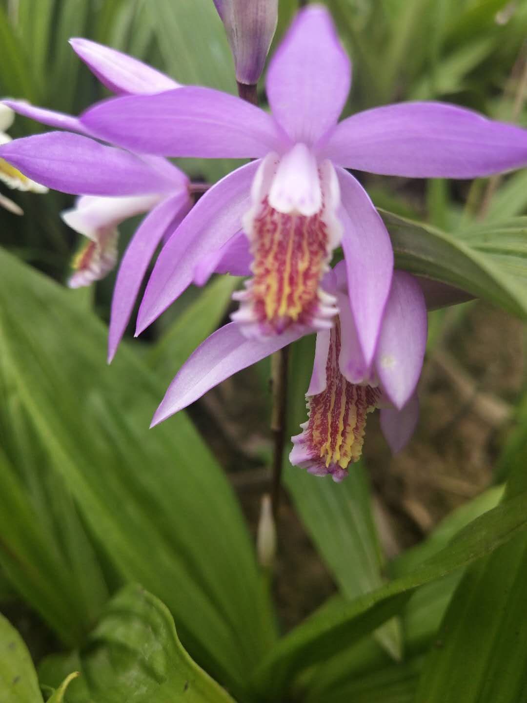紫花白芨苗 恩施大山深山沟宽叶紫花三叉白芨、白及种子、种茎、种苗干货成品