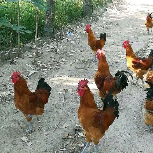 南宁 小青脚麻土鸡苗