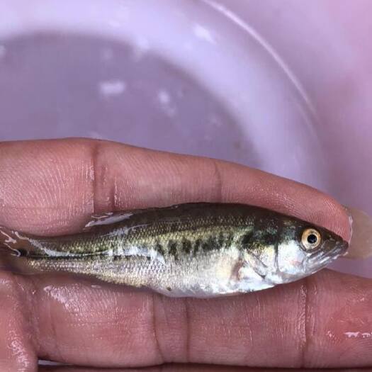 思南县 鲈鱼苗 品种优良 规格齐全 基地直销 技术指导