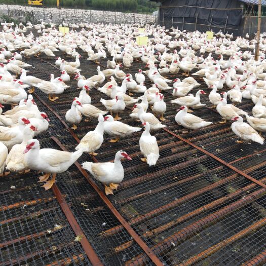 建瓯市番鸭 6-7斤 统货 全散养