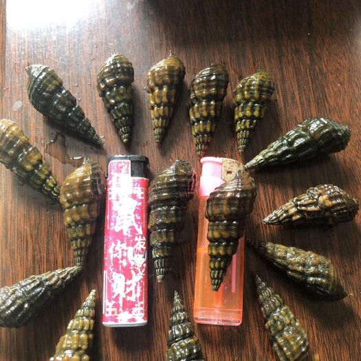 柳州山坑螺  深山淡水，坑螺肉厚，味道鲜美……