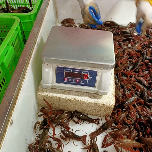 监利市 货源稳定，一手龙虾。质量保证。