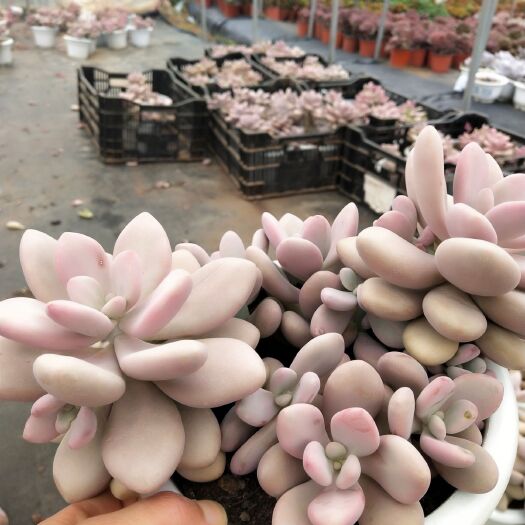 昆明 210盆桃蛋
