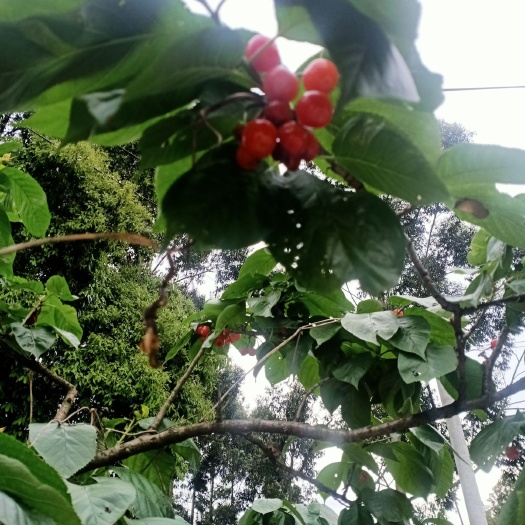 蒲江县 紫花樱桃