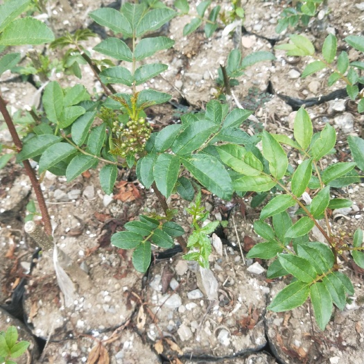 汉源县红花椒苗 汉源花椒框藤椒苗娃娃椒苗嫁接苗