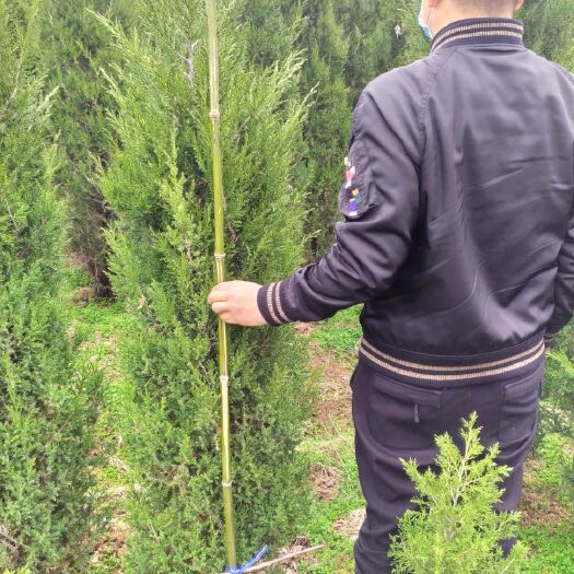 蜀桧树苗 塔柏蜀桧苗 2米蜀桧苗批发 柏树苗基地直销