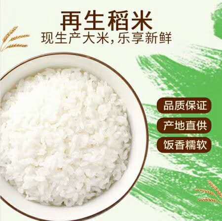 沙洋县杂品种 再生稻