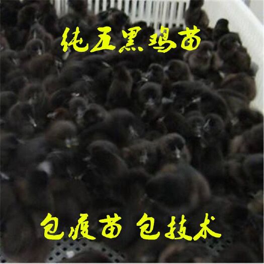  乌鸡苗五黑绿壳蛋鸡苗麻鸡苗土鸡苗麻鸡苗活体