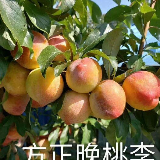 大庆大红袍李子苗 口感好，挂果时间长，成熟早，好运输