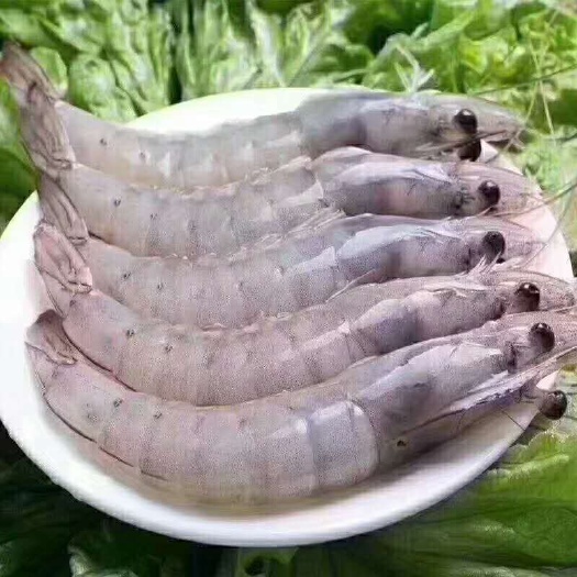 连云港东方对虾 各种海产品