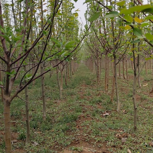 秦皇岛蛇果苹果苗 苹果苗