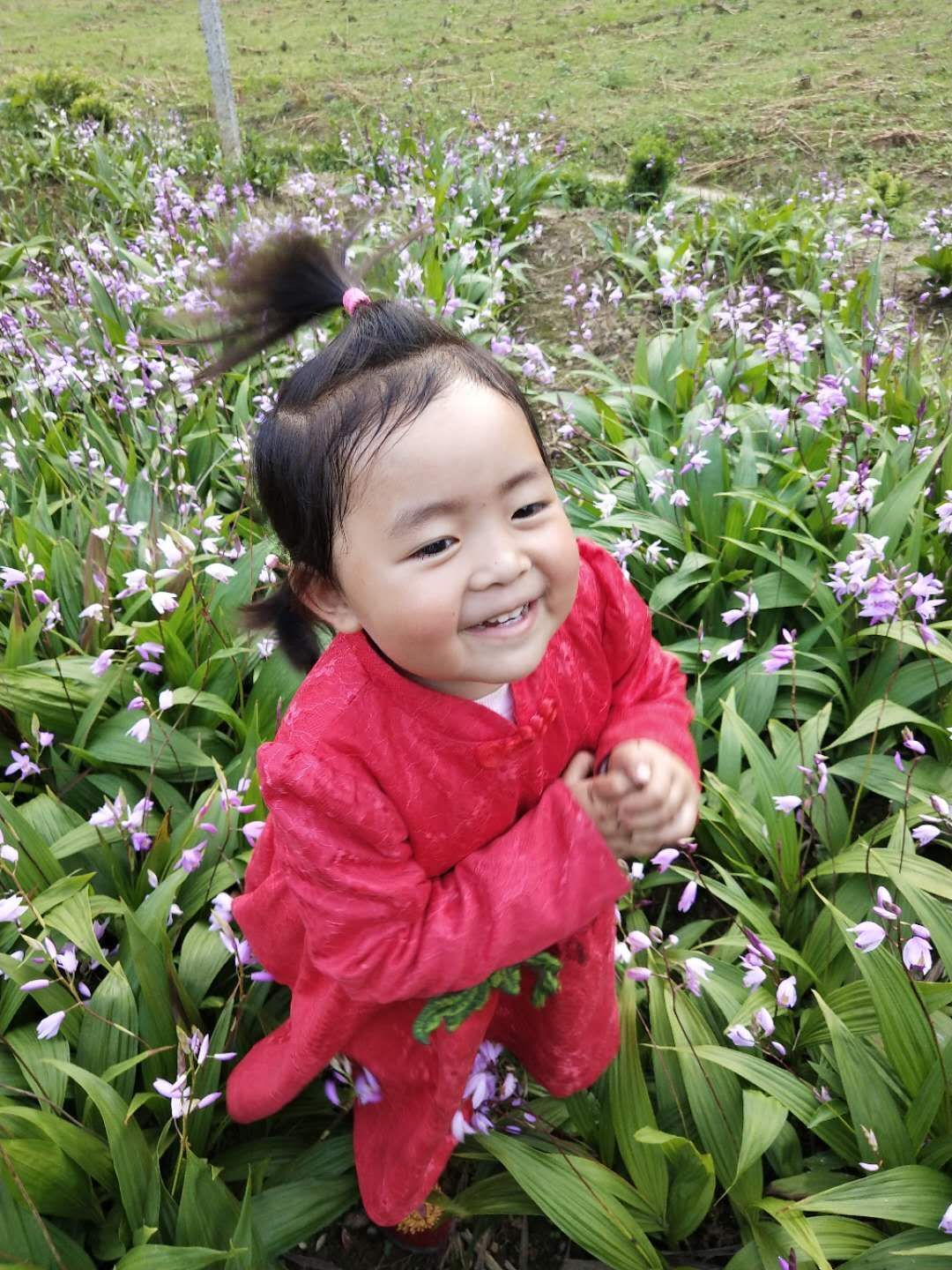 紫花白芨苗 恩施大山深山沟宽叶紫花三叉白芨、白及种子、种茎、种苗干货成品