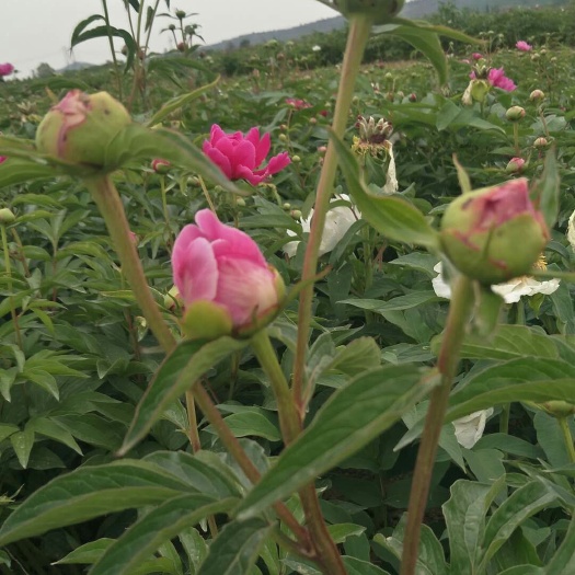 浮山县中药材赤芍  1300亩芍药寻求合作伙伴加工