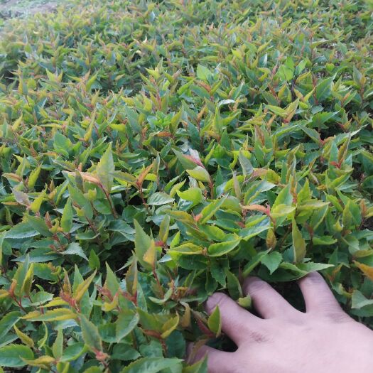 泰安 出售樱桃苗种苗芽苗，品种山樱、大青叶