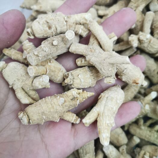 昆明种植参 花旗参