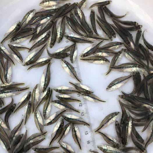 玉屏县 鲈鱼苗 品种优良 基地直销 技术指导