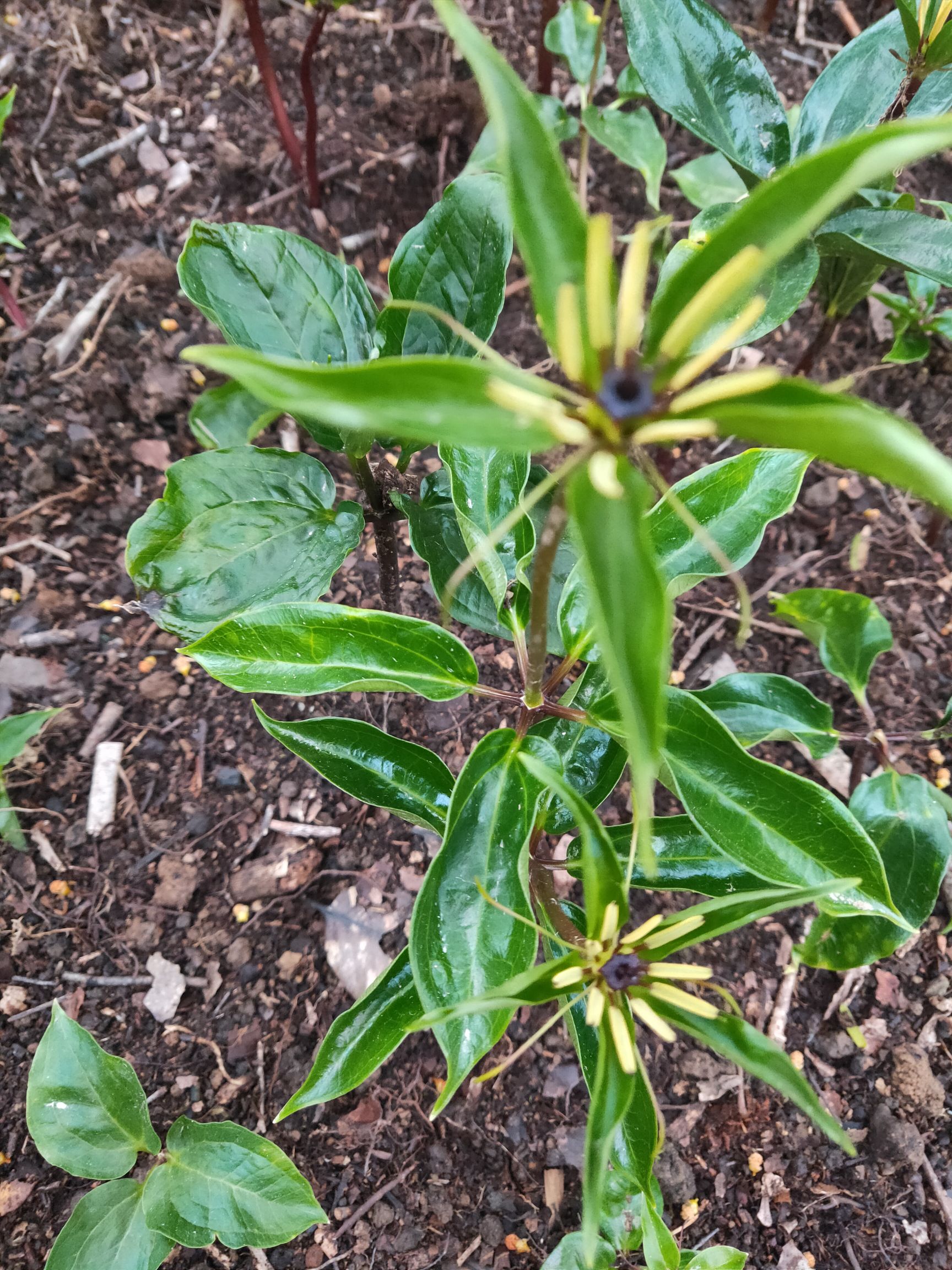 重樓種子 花卉苗七葉一枝花重樓苗燈臺七陽臺庭院盆栽地栽七葉蓮