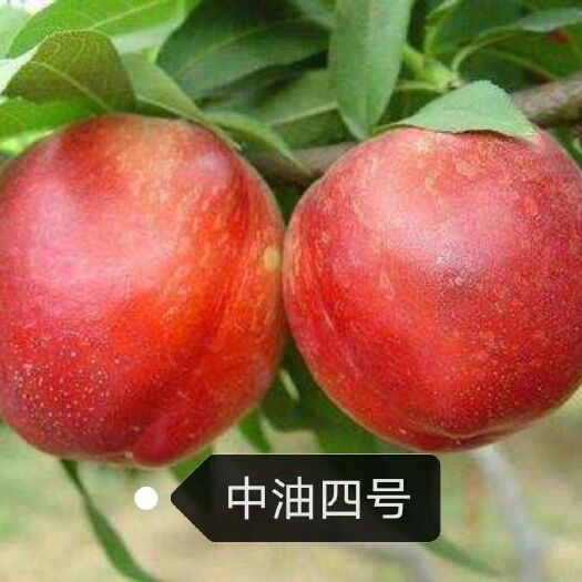 营口黄桃树苗 啊啊啊