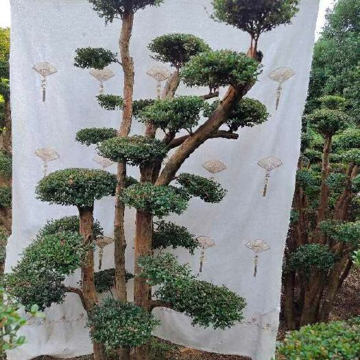 南昌赤楠