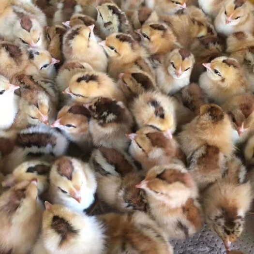 南宁良凤花鸡苗 母