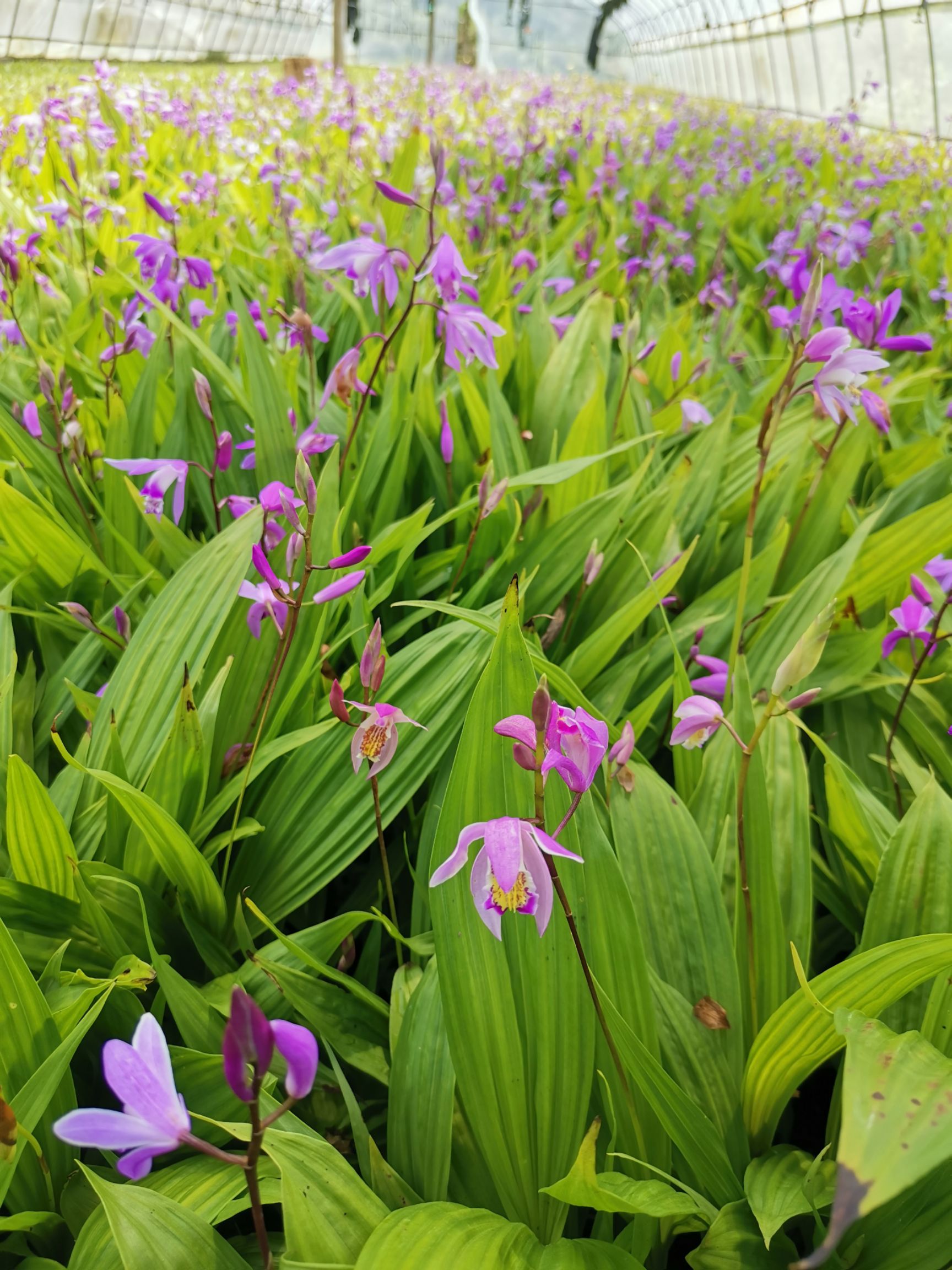  紫花三叉白芨苗