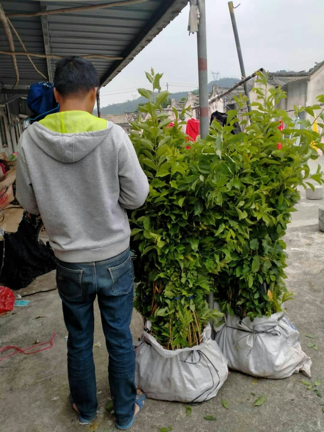 青脆李苗 李子苗
