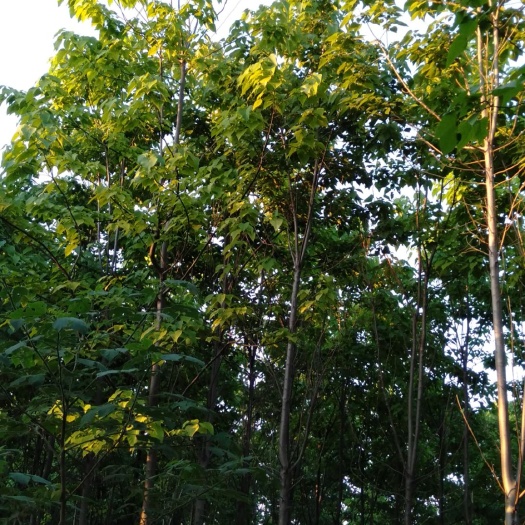 鹿邑县 大量销售楸树苗，量大优惠