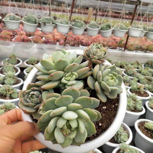 昆明 整装无坎的大香草